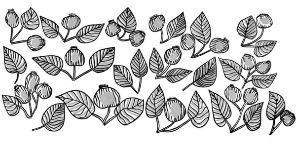 Deborah-Wurrkidj-Red-Apples-2012