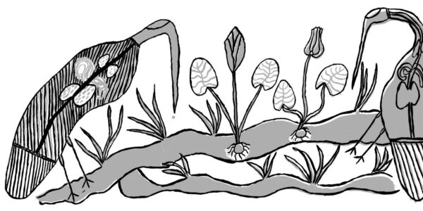 Deborah-Wurrkidj_Jabiru_2006